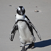 "African Penguin" Simon´s Town, South Africa